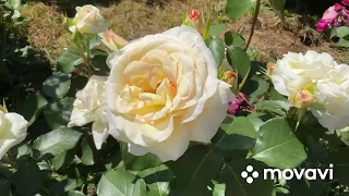 Ошеломительное цветение роз в моем саду, более 60 сортов роз, 3 июля 2022 г.