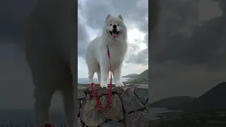 Tell me it’s not two different dogs #dog #samoyed