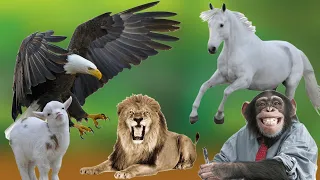 Animal sounds add diversity to nature: monkeys, horses, lions, turtles, birds...