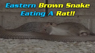 Big Eastern Brown Snake Eating Large Rat!