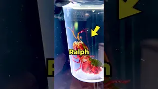 Is this Shrimp Deadly? 🥊