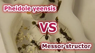 Бой муравьёв за территорию. Messor structor vs Pheidole yeensis