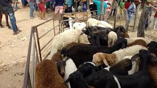 Feira de ovinos  e  caprinos de Negras  Distrito  de Itaiba Pernambuco 04/03/2023