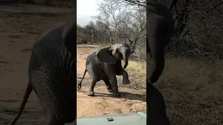 Baby elephant tries walking on two legs 🤣