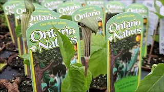 All About Native Ontario Plants!