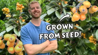 I Grew Loquat Trees From Seed and this is what happened - Full tutorial