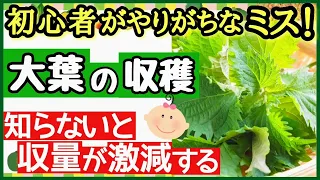 大葉を長〜くたくさん収穫する最強の秘訣♪大葉の収穫時期と収穫方法・プランター家庭菜園【大葉(シソ)の育て方】