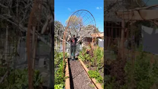 Quick Garden arch in ferrocement raised bed garden