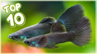 Top 10 Most Famous Guppy Fish in the World