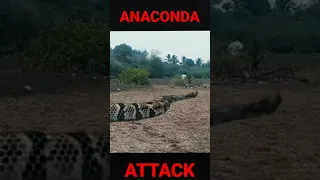 Anaconda Snake Attack 🐍 #shorts