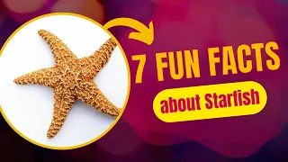 7 Fun Facts about Starfish