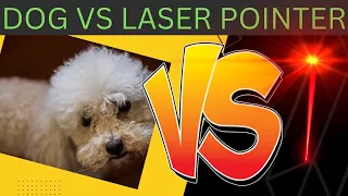 Poodle meets Laser Pointer