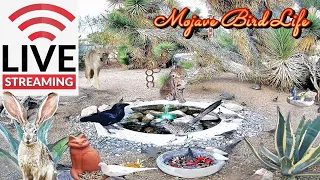 LIVESTREAM 4-30-2024 🌵Desert Wildlife Watering Hole: ⛲Quail, Roadrunner, Ravens, Songbirds & More!