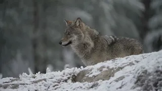 Wolf in Utajarvi, Finland