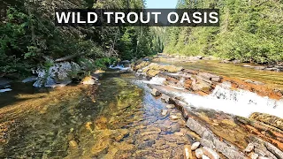 I had this wild trout oasis in Idaho to myself for 3 days!