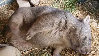 Belly scratch Maisey.