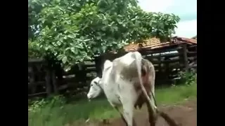 Корова вырубила женщину!