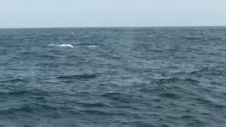 Синий кит в несезон, в Шри-Ланке