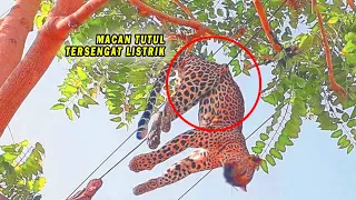 Saat Memanjat Pohon, Macan Tutul Tersengat Listrik - 7 Hewan Terkena Sengatan Listrik