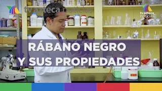 ¿Cuáles son los beneficios del rábano negro? Investigadores las estudian