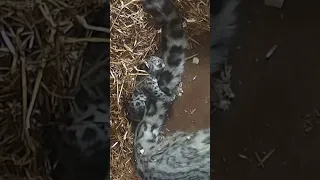 Mummies tail makes the BEST pillow 😴#snowleopard #snowleopardcub #cub #babyanimals #cuddles #shorts