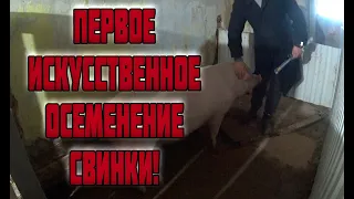 Первое Искусственное Осеменение Свинки!)))