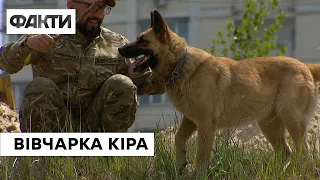 😔Покинули господарі, прив’язавши до дерева: історія вівчарки Кіри 🐶, яку врятували бійці ТрО