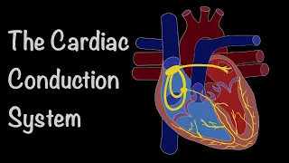 The Cardiac Conduction System - The Heart’s Electrical Symphony