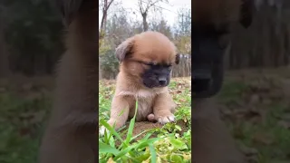 Funny and Cute Dog Pomeranian | Funny Puppy Videos #28 #shorts #viralshorts #CutePuppy