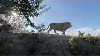 Как радуются молодые львы что нет ПРАЙДА ОЛЕЖКИ !