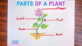 Parts Of A Plant Drawing | How To Draw Different Parts Of A Plant