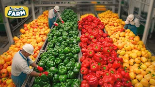 How MILLIONS of Colorful Bell Peppers Are Grown And Sorted Every Day