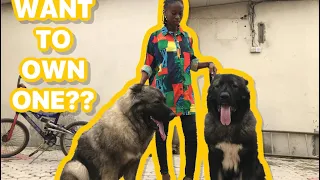 THINGS YOU SHOULD KNOW BEFORE GETTING A CAUCASIAN SHEPHERD