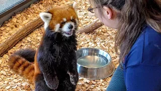 【レッサーパンダ】エイタの屋内お食事模様　Red Panda EITA at Maruyama Zoo