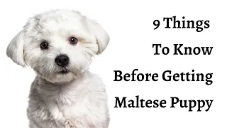 9 Things To Know Before Getting A Maltese Puppy