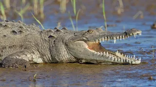 Dog eaten by Crocodile | Warning Graphic