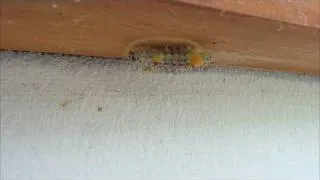 Caterpillar Cocoon Building Combo