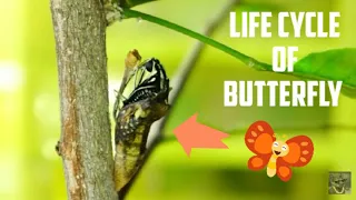 Watch this butterfly grow from an Egg | Short Documentary by Axcy