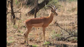 Impala Eaten alive by Wild !