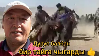 Дурус балбан бир тайга чыгарды Комсомол айылындагы аламан улакта / Видеого ЛАЙК 👍 басып болушунуздор