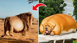 7 Fattest Animals In The World | Versatile dani