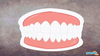 Human Teeth Structure and Facts - Human Body Parts | Science for Kids | Educational Videos by Mocomi