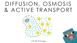 Diffusion, Osmosis & Active Transport - Biology (full version)