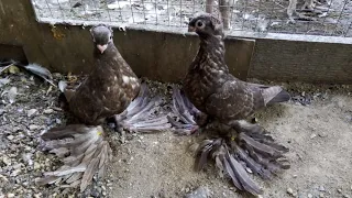 Двухчубые Голуби Кептерлер Pigeons