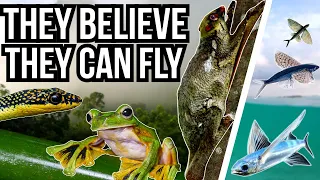 5 Impressive Gliding Creatures - They Believe They Can Fly