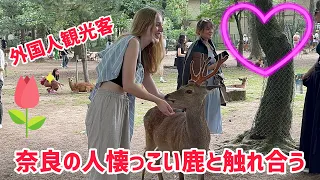 奈良の人懐っこい鹿と触れ合う❤️外国人観光客🦌奈良公園Nara Park