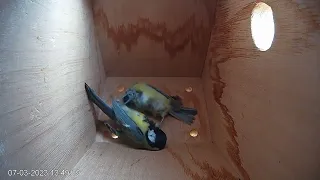 Fight between Blue Tit and Great Tit