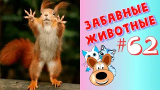 Приколы с Животными #62 / Смешные Животные 2020 / Приколы / Приколы про Животных / Лучшие Приколы