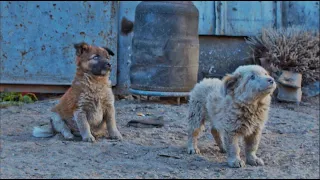 Little Puppies Found Sick and Alone, Left to Die