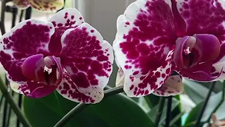 З прийдешньою ВЕСНОЮ🌼🌞 Цвітіння моїх домашніх орхідей напочатку березня🥰
